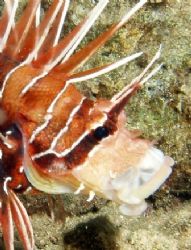 Portrait of Clearfin lionfish with its mouth open being c... by Nikki Van Veelen 